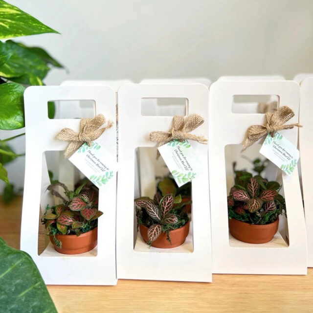 Túi giấy ô cửa sổ đựng cây cảnh mini 13x12x25cm